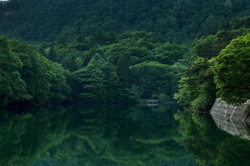 Mystical Forest