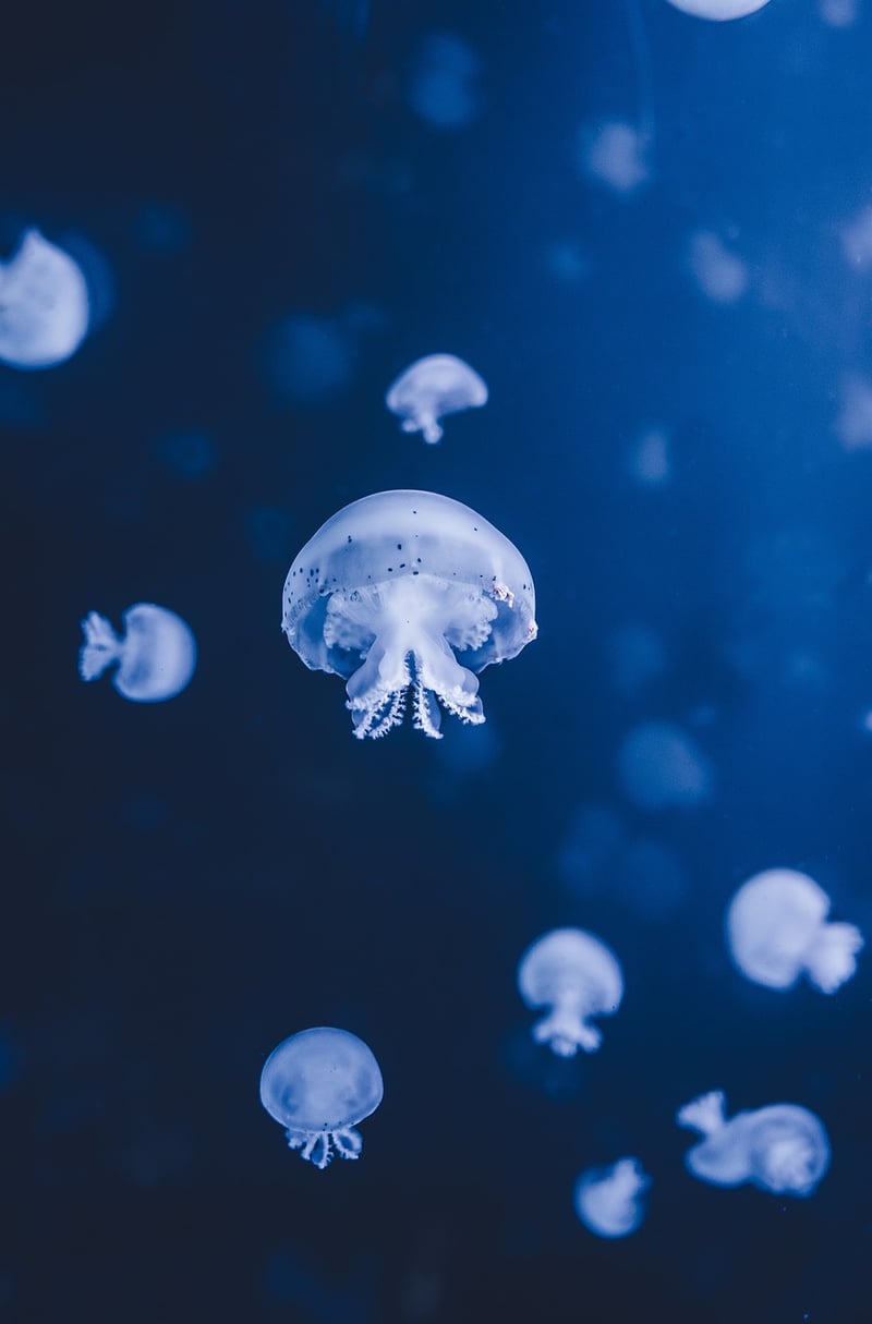 Underwater Dining